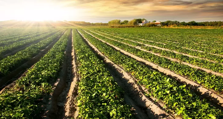 رشد 37 درصدی تولید حبوبات در دولت یازدهم