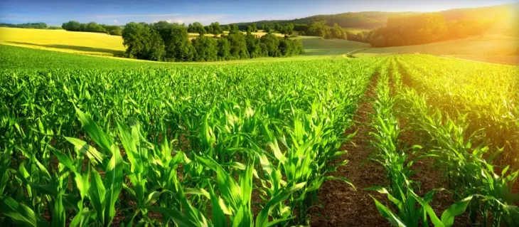 رشد اقتصادی مثبت و مستمر بخش کشاورزی