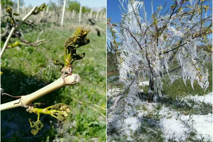 خسارت 12 هزار میلیارد تومانی سرمازدگی به باغات و مزارع کشور