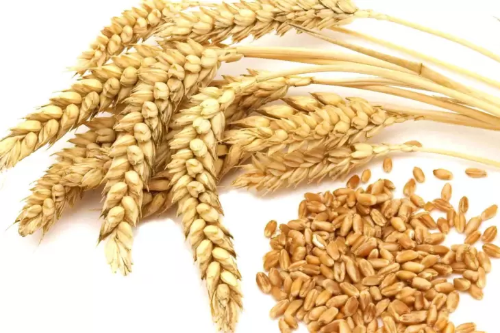 پیش بینی رشد 62 درصدی یارانه خرید تضمینی گندم در بودجه 98