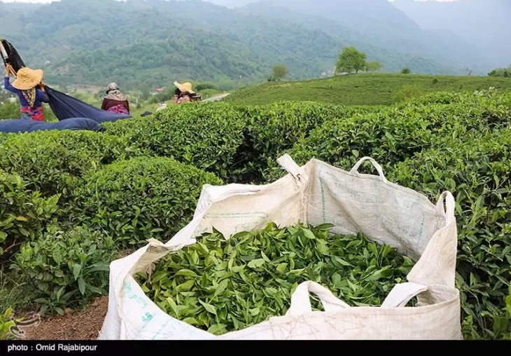 تلاش هند برای صادرات چای به ایران