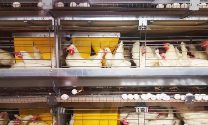 تولید بیش از نیاز مرغ و تخم‌ مرغ در کشور