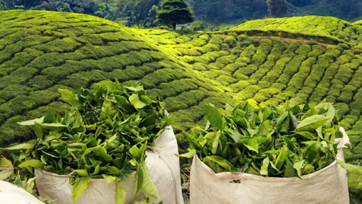 واردات چای 40درصدافرایش یافت