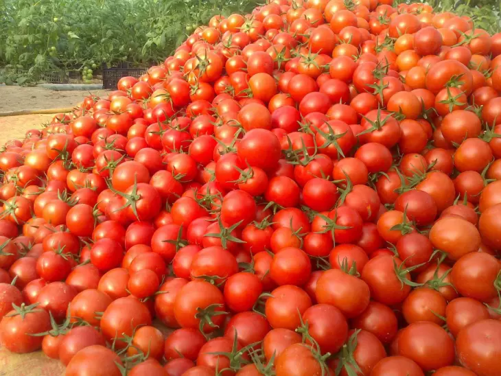 صادرات هزار تن گوجه فرنگی