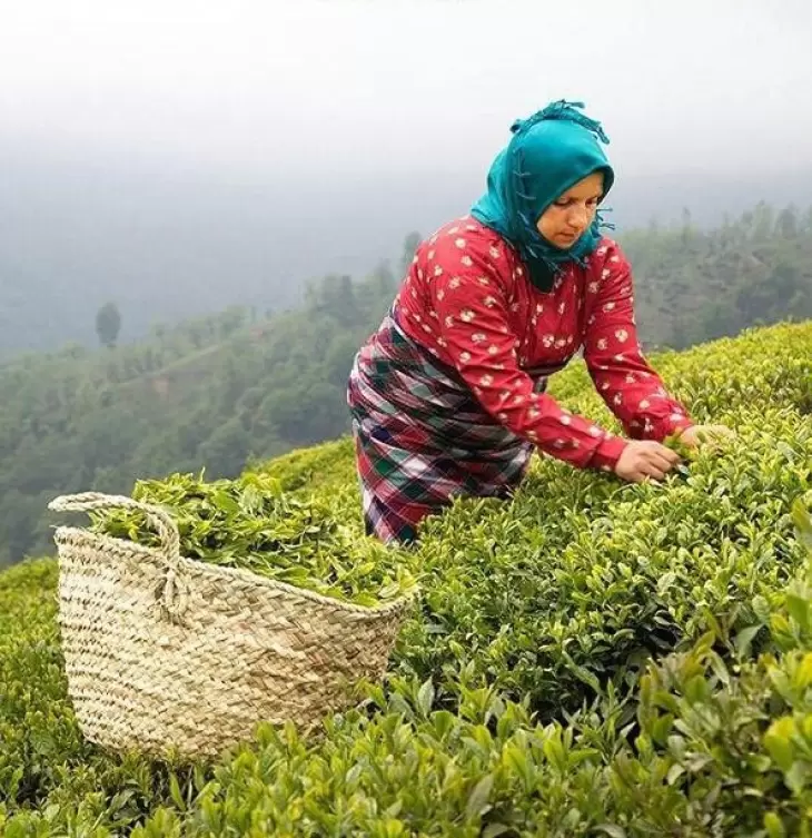 پیش‌ بینی رشد 20 درصدی تولید چای