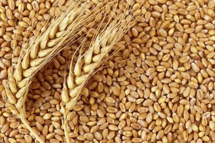 روسیه به زودی صادرات گندم به ایران را ازسرمیگیرد
