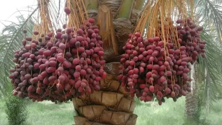 تولید خرما به یک میلیون و 150 هزار تن می رسد