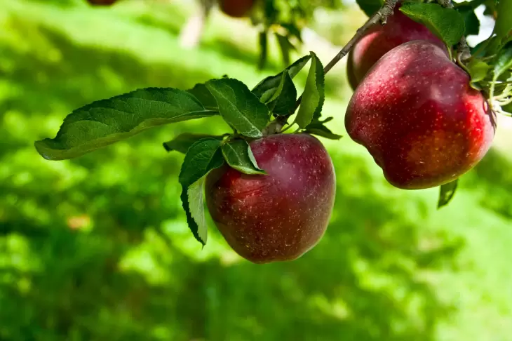 پیش بینی صادرات 200 هزار تن سیب درختی از آذربایجان غربی