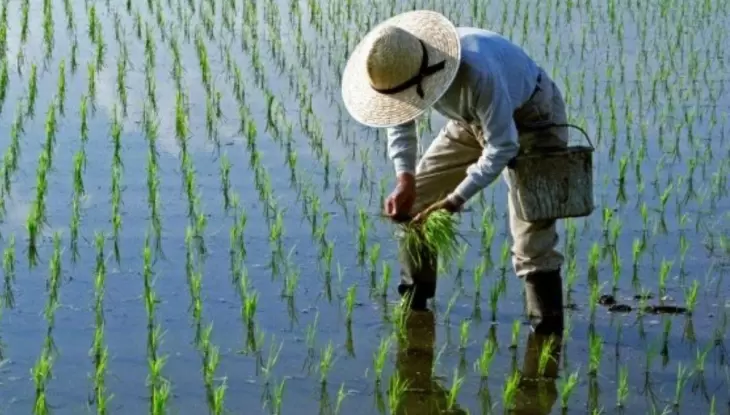 رکورد تولید برنج در مازندران شکسته شد
