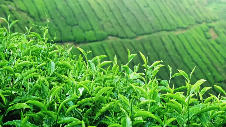 رشد 5 درصدی تولید چای خشک