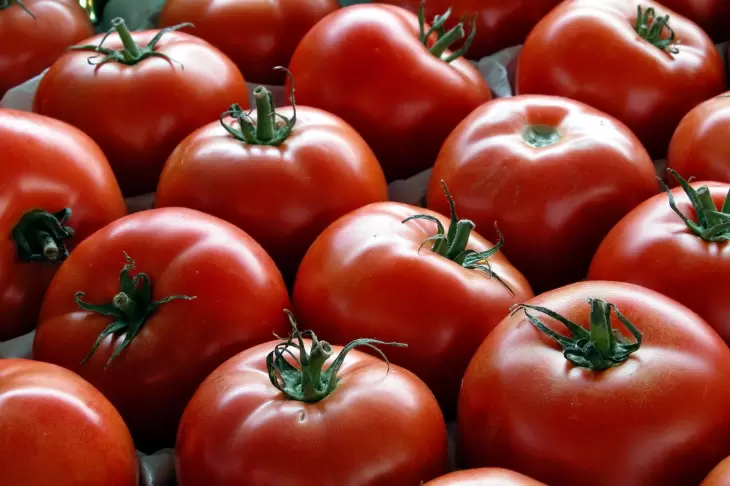صادرات گوجه فرنگی به پاکستان