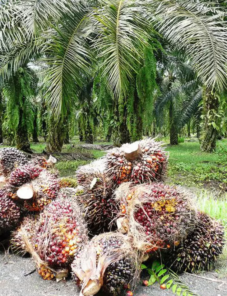 واردات بیش از 20 هزار اصله خرمای مجول در استان فارس