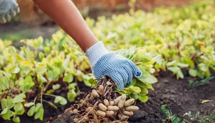 پرورش گندم و بادام زمینی های غیر حساسیت زا