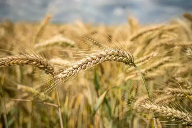 آخرین پیش بینی کلی تولید غلات جهان- مه 2023