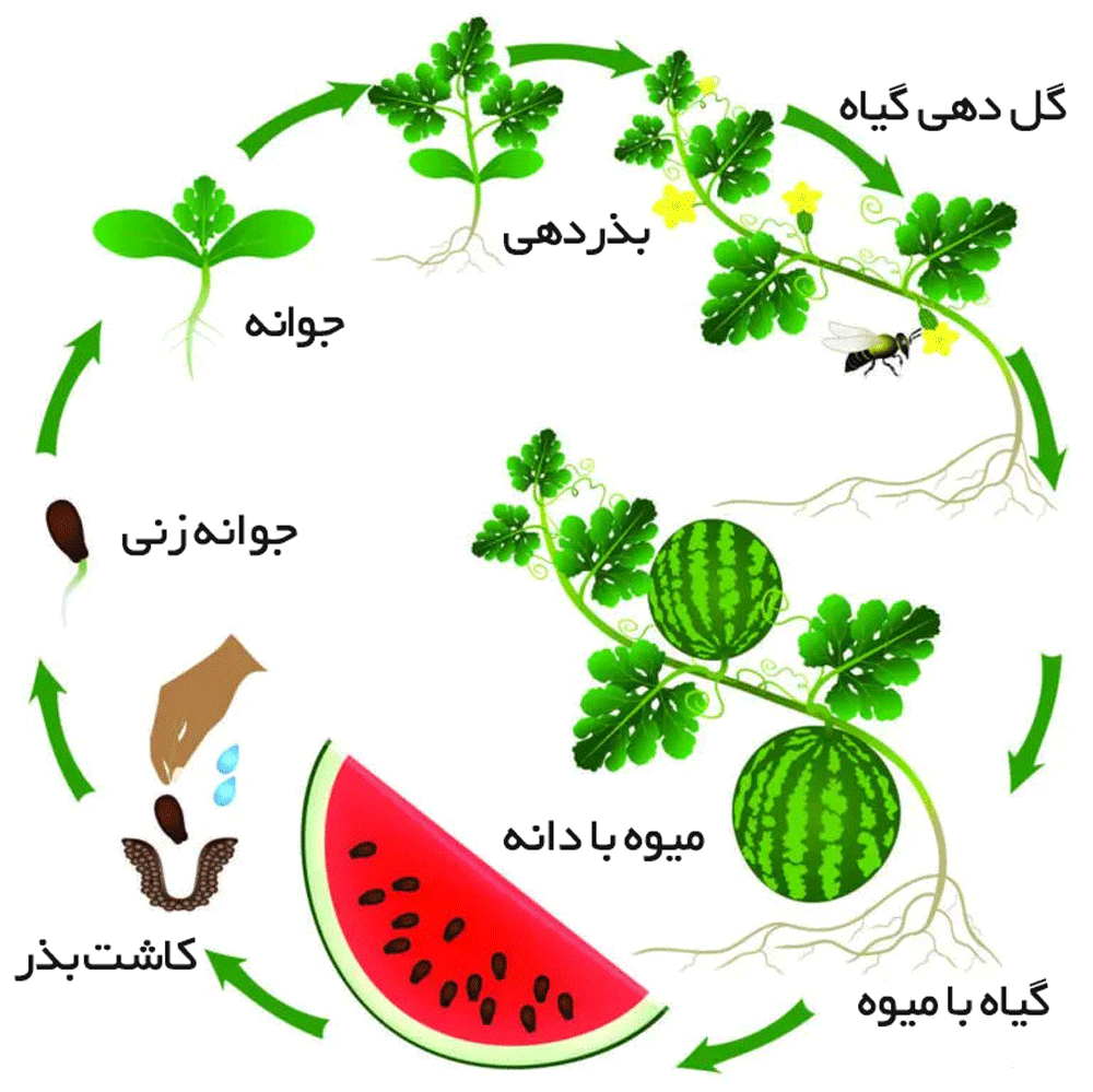 Watermelon-Growth-.jpg